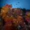 Underwater Photo